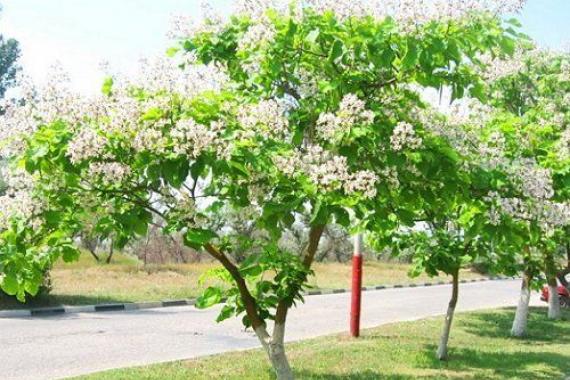 Катальпа - макаронное дерево с цветами орхидеи и яблочным ароматом